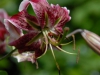 Lilium 'Black Beauty'