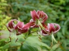 Lilium 'Black Beauty'
