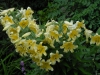 Lilium 'Conca d' Or'
