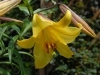 Lilium 'Golden Splendour'