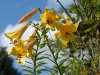 Lilium 'Golden Splendour'