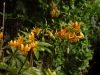 Lilium hansonii