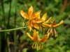 Lilium hansonii