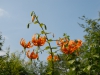 Lilium henryi - deeper orange form