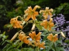 Lilium henryi