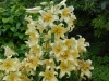Lilium 'Honeymoon'