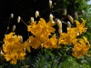 Lilium leichtlinii