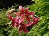 Lilium 'Miss Feya'