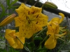 Lilium 'Pearl Jennifer'