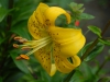 Lilium 'Pearl Jennifer'
