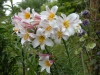 Lilium regale