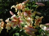 Lilium 'Robert Swanson'