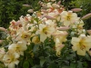 Lilium 'tree lily' , bought as 'Conca d' Or'