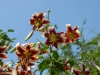 Lilium 'tree-lily'