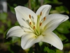 Lilium White Asiatic
