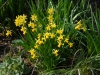 Narcissus 'Tete a Tete'
