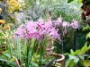 Nerine bowdenii