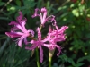 Nerine 'Isabel'