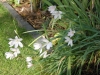 Schizostylis coccinea white c.v.