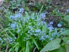 Scilla messaniaca