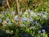 Scilla messeniaca