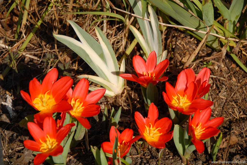 Tulipa kaufmanniana \'Baby Red\'