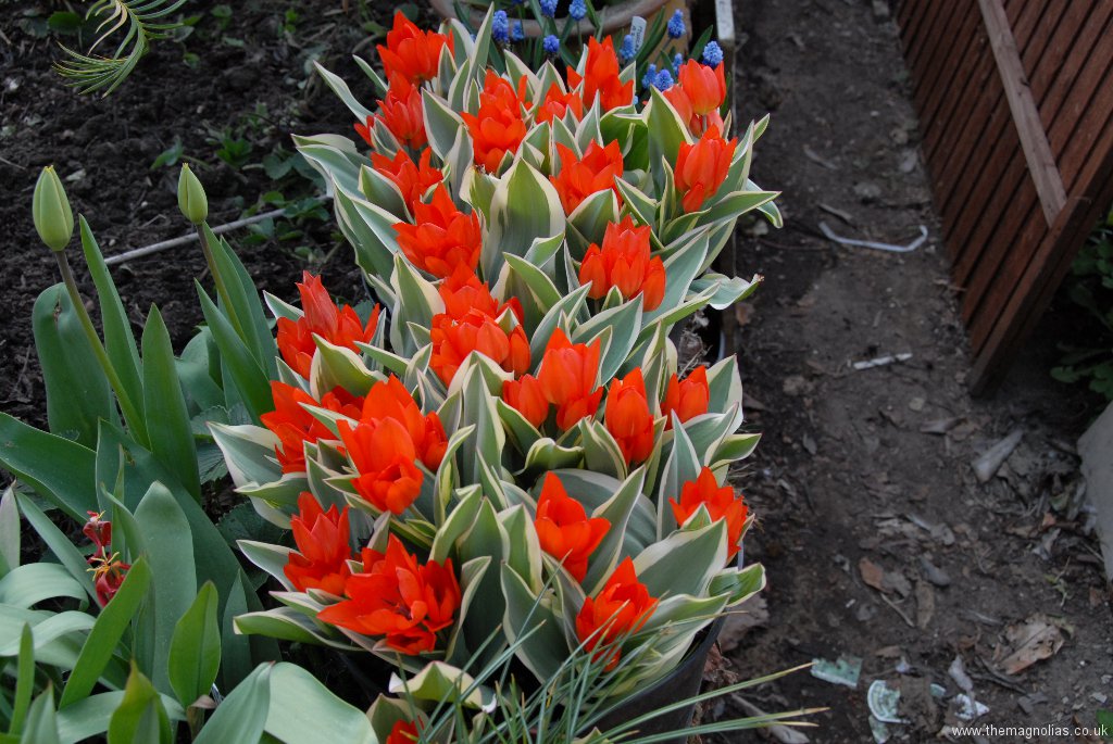 Tulipa praestans \'Unicum\'