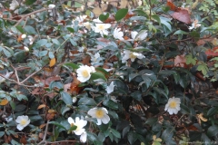 Camellias at The Magnolias