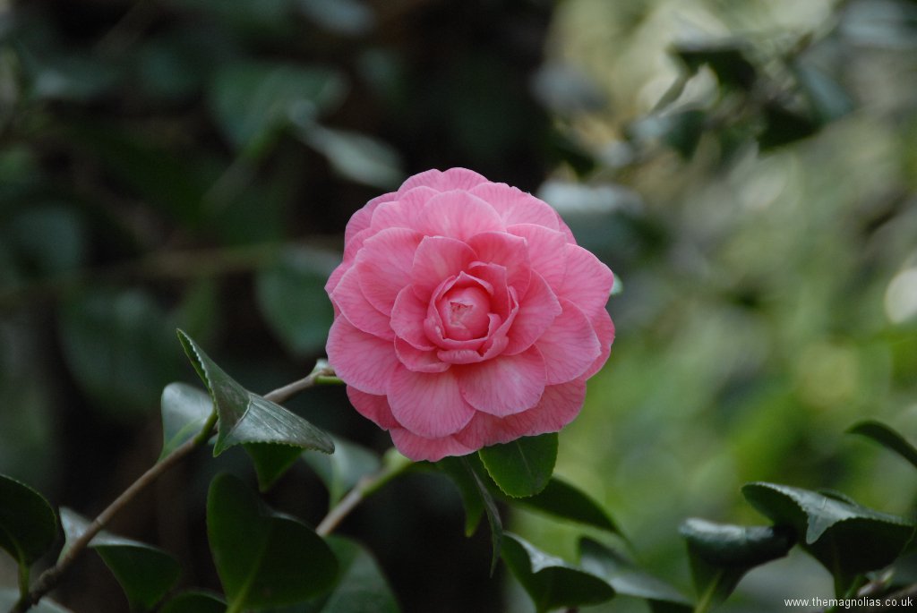 Camellia japonica formal double pink