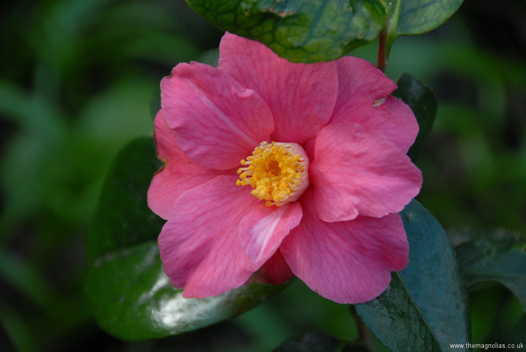 Camellia japonica \'Spring Promise\'