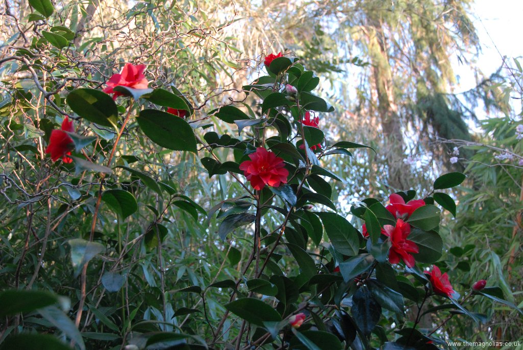 Camellia japonica \'Wildfire\'