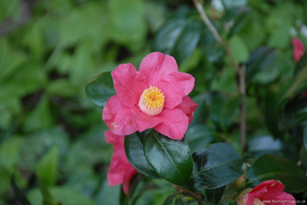 Camellia x williamsii \'Carolyn Williams\'