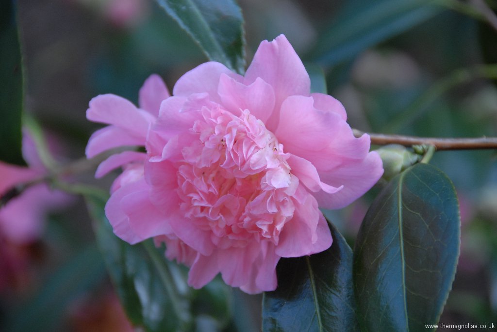 Camellia x williamsii cv.
