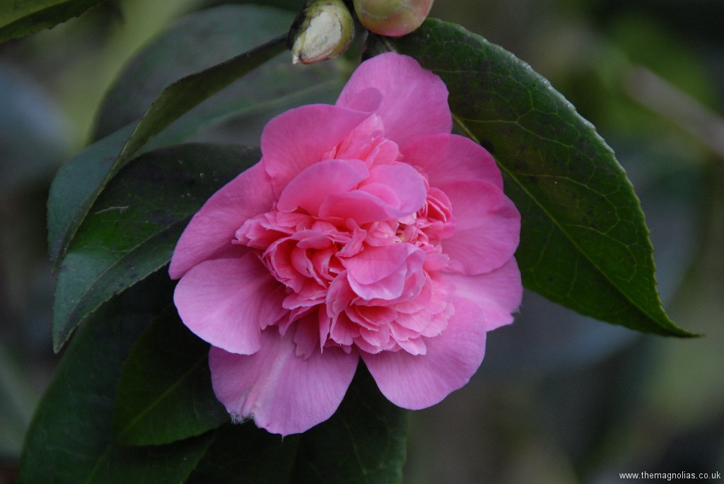 Camellia x williamsii \'Debie\'