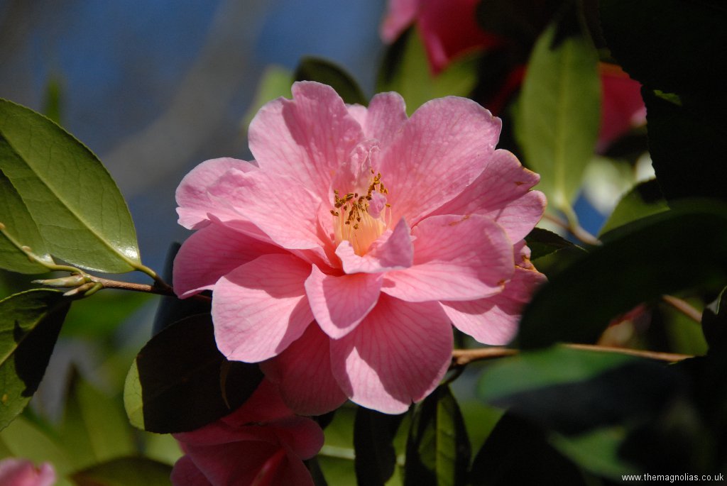 Camellia x williamsii \'Donation\'