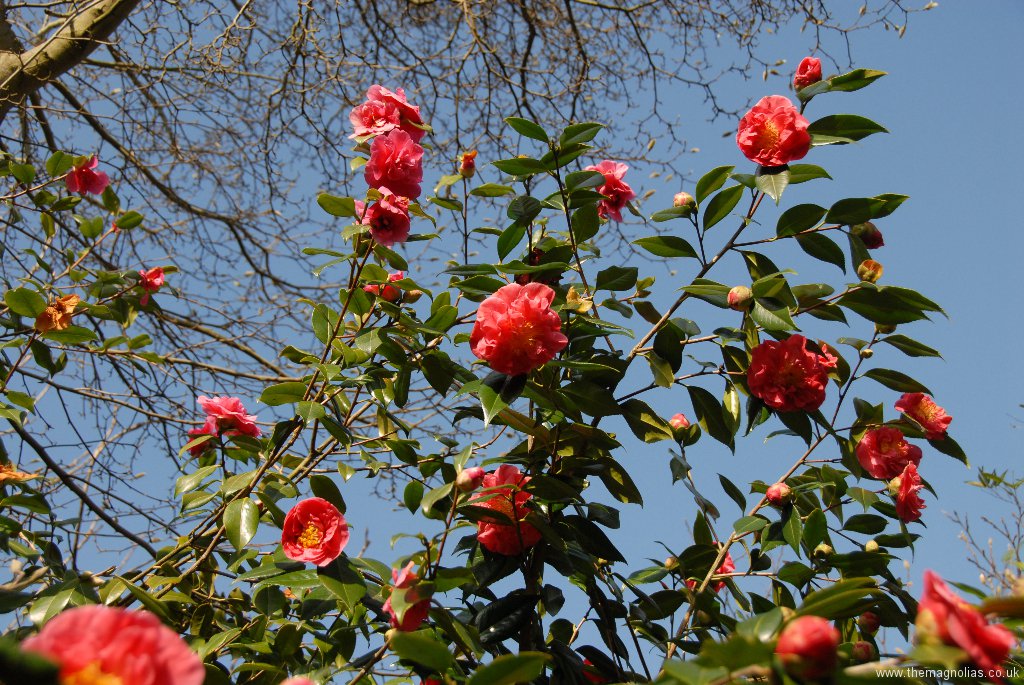 Camellia x williamsii \'George Blandford\'