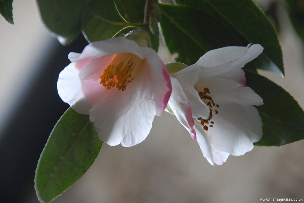 Camellia x williamsii \'Hiraethlyn\'
