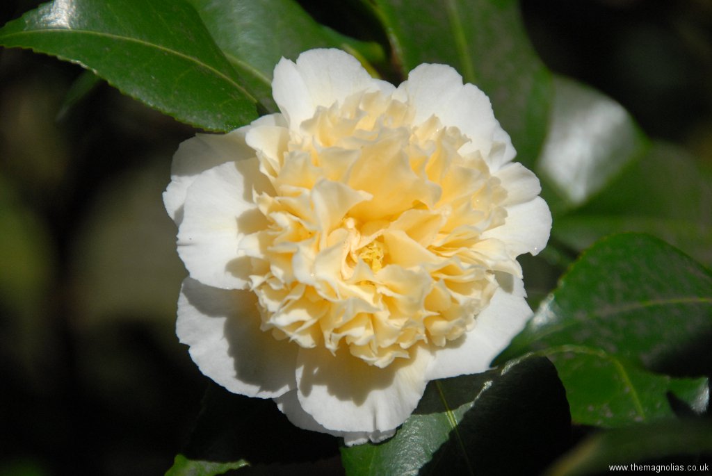 Camellia x williamsii \'Jury\'s Yellow\'