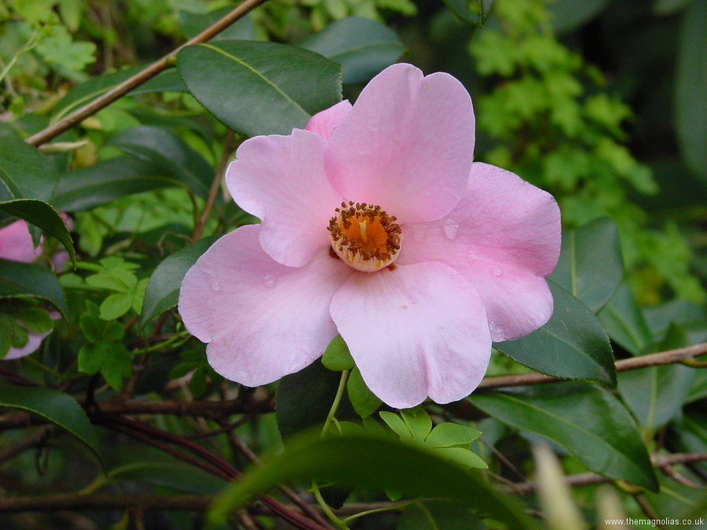 Camellias at The Magnolias | The Magnolias Garden Website