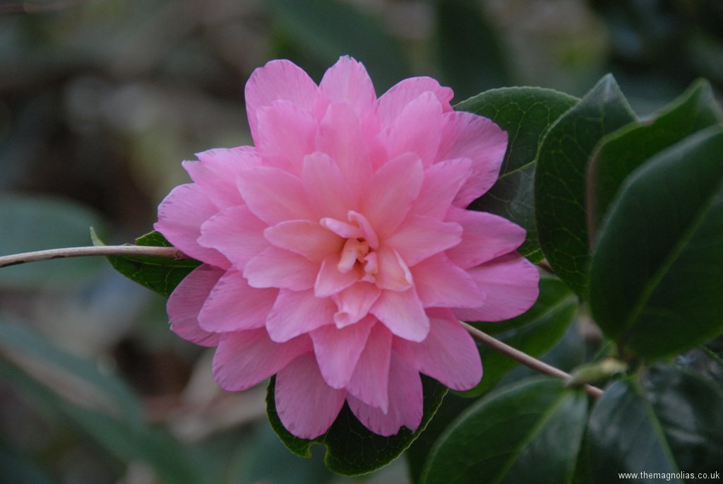 Camellia x williamsii \'Warterlily\'