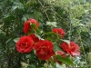 Camellia 'Bob Hope'