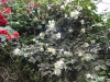 Camellia x williamsii \'Francis Hanger\'