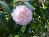 Camellia japonica 'Ave Maria'