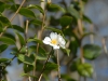 Camellia grijsii