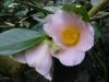 Camellia japonica \'Shin akebono\'