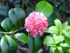 Camellia japonica \'Tricolor\'