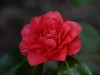 Camellia japonica 'Aarons Ruby'