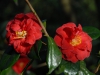 Camellia japonica 'Adolphe Audusson'