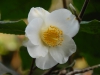 Camellia japonica 'Alba Simplex'