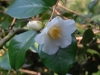 Camellia japonica 'Alba Simplex'